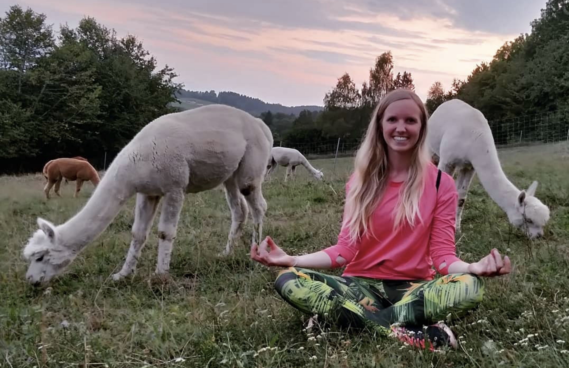 Image for Yoga among alpacas