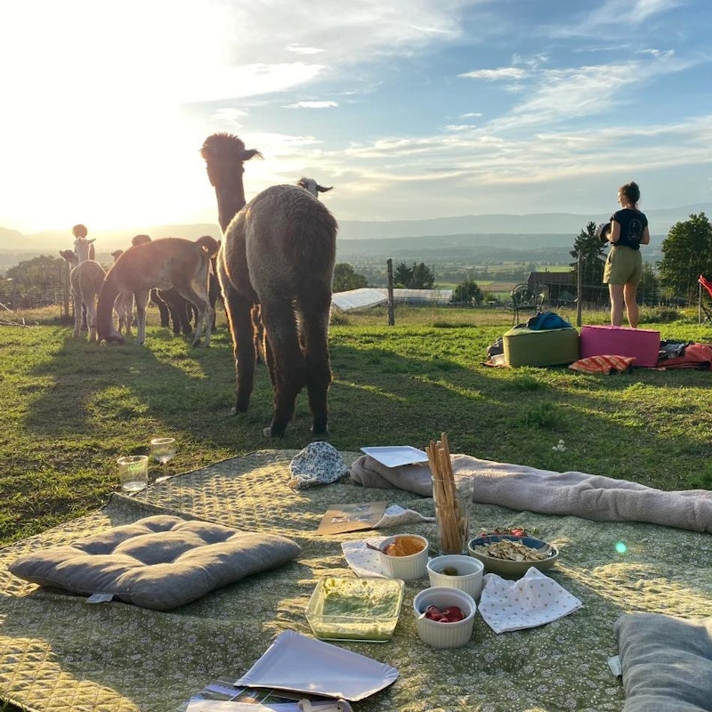 Picnic entre alpacas Image for Picnic entre alpacas