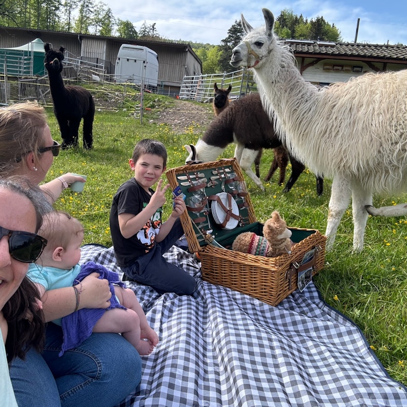 Picnic entre alpacas Image for Picnic entre alpacas