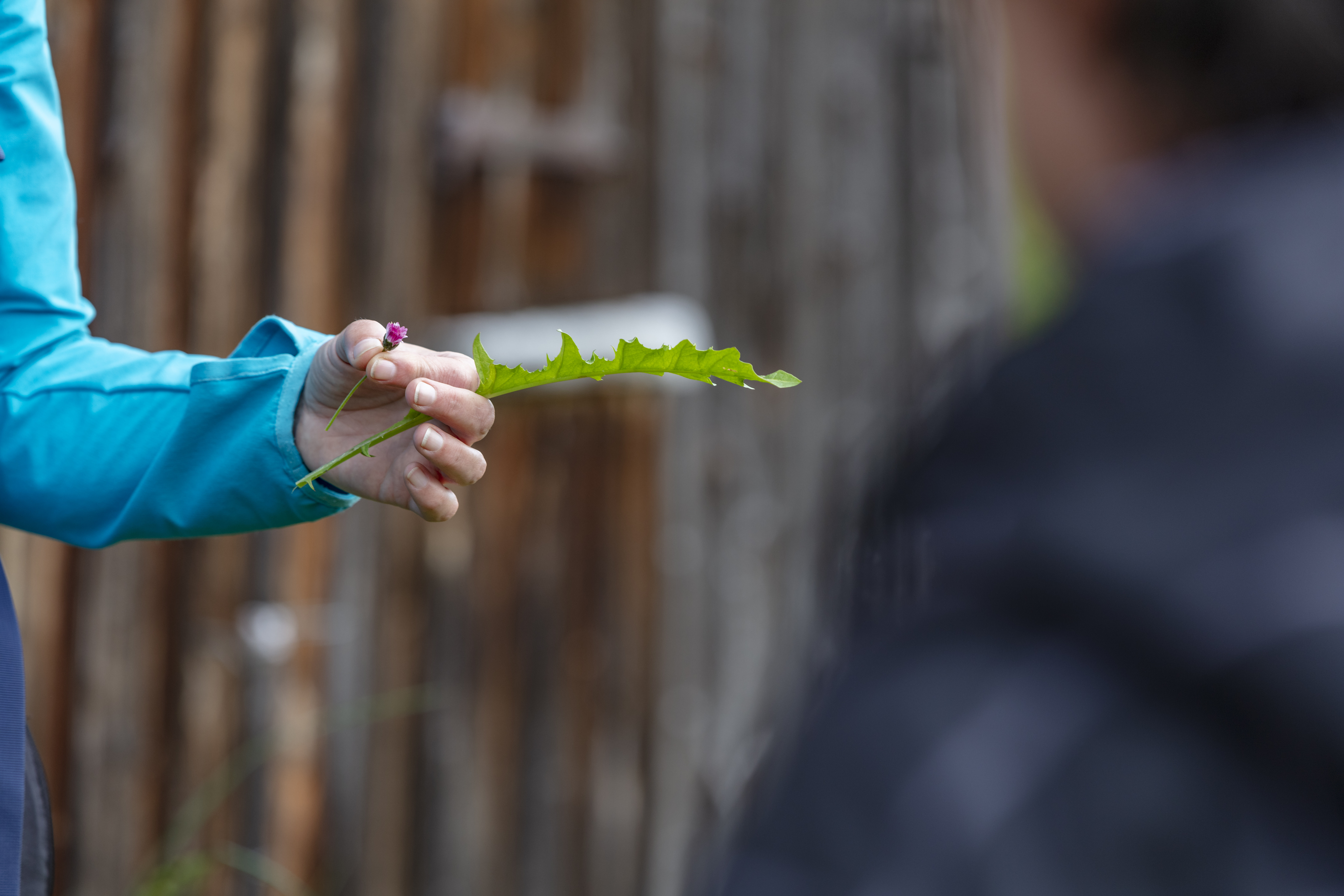Image for Výlet za bylinkami s Reginou Brauchliovou
