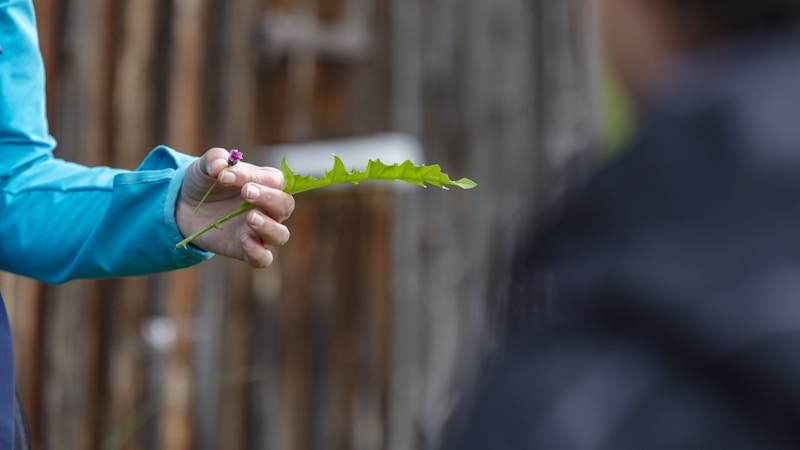 Výlet za bylinkami s Reginou Brauchliovou Image for Výlet za bylinkami s Reginou Brauchliovou