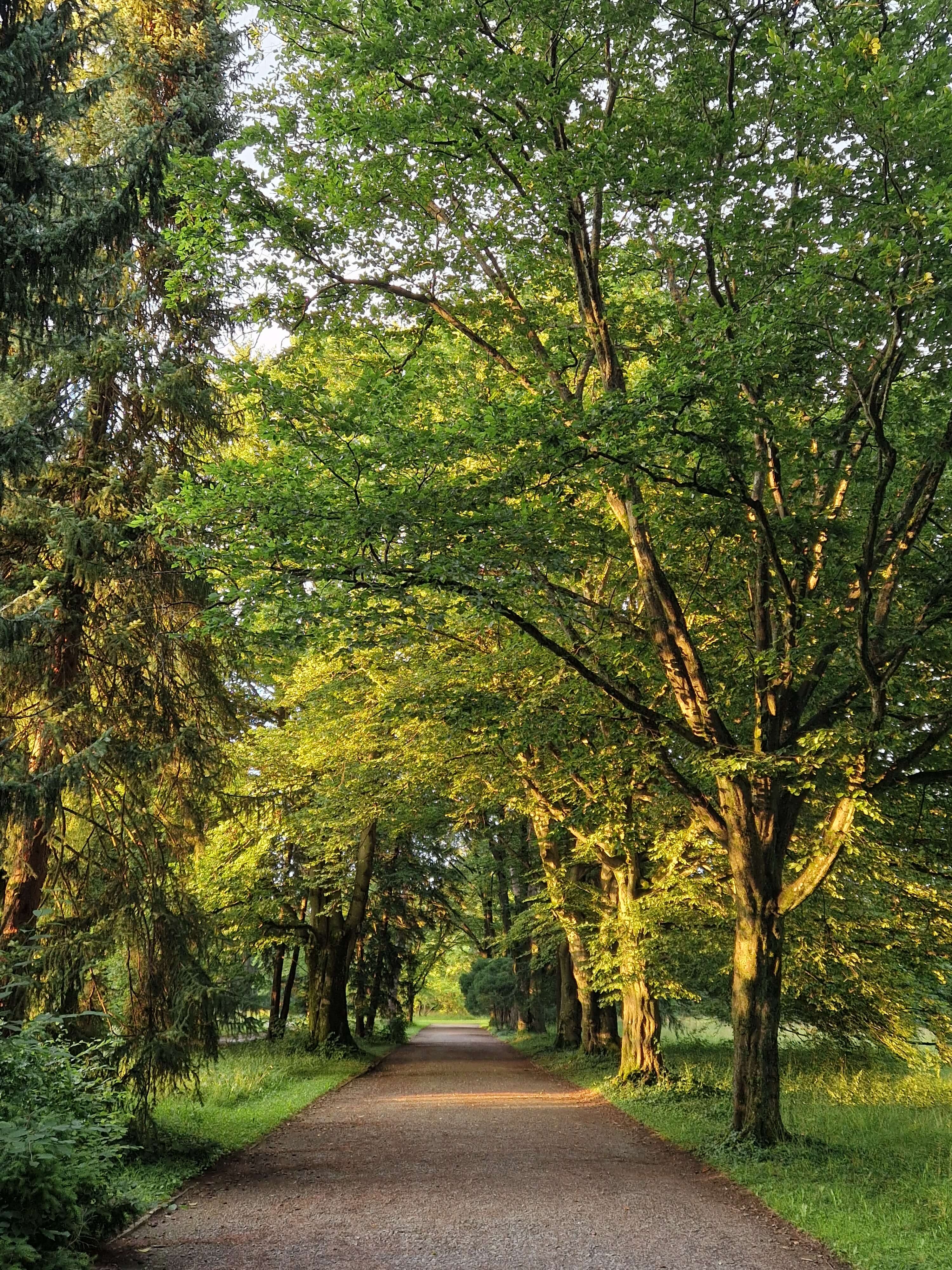 Image for Shinrin Yoku / Waldbaden im Park Sihlfeld