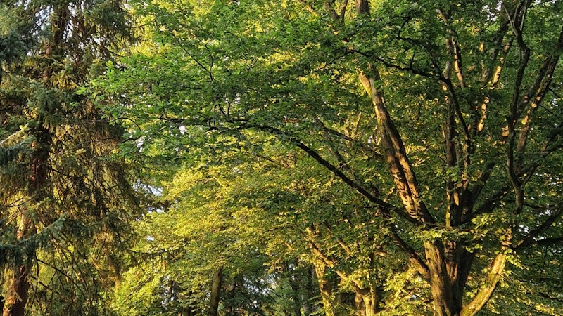 Shinrin Yoku / Waldbaden im Park Sihlfeld Image for Shinrin Yoku / Waldbaden im Park Sihlfeld