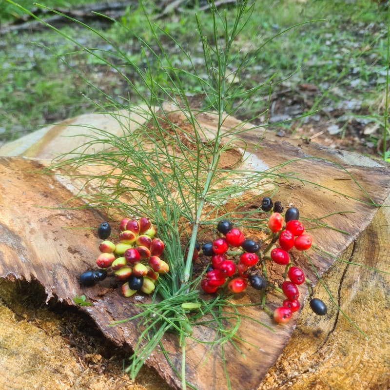 Shinrin Yoku / Waldbaden im Park Sihlfeld Image for Shinrin Yoku / Waldbaden im Park Sihlfeld