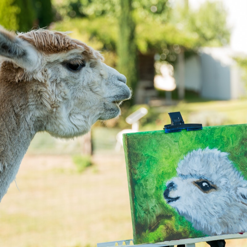 Peindre au milieu des alpagas Image for Peindre au milieu des alpagas