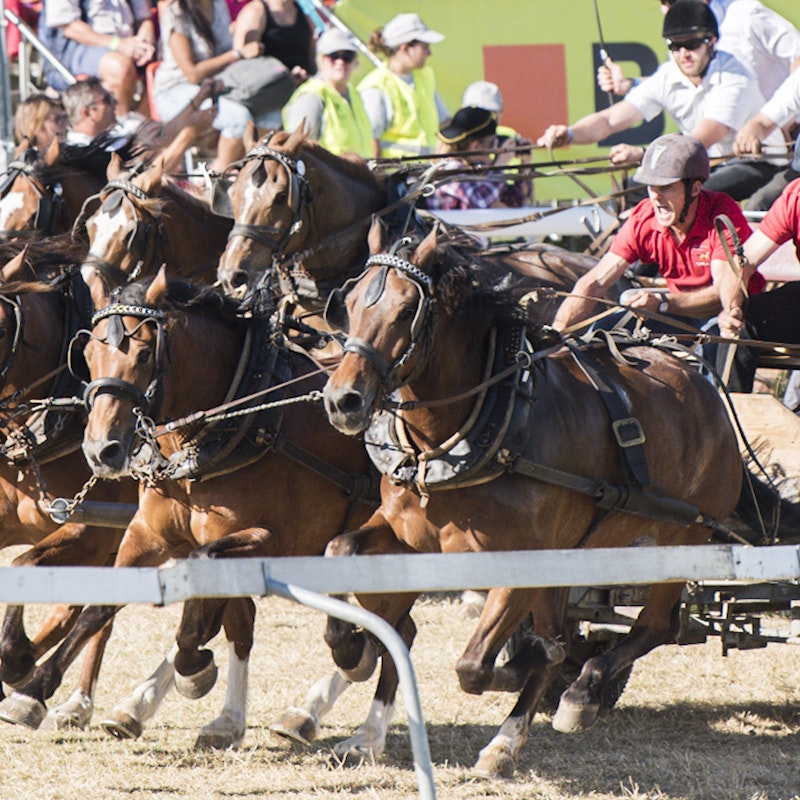 Marché-Concours Image for Marché-Concours