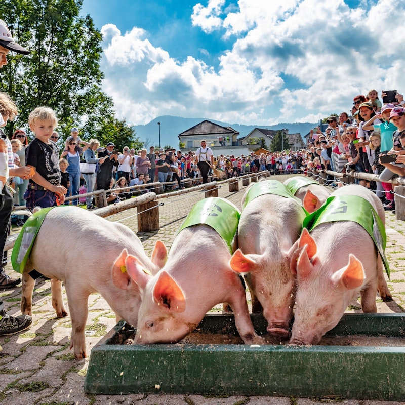 Alpský sjezd a farmářský trh Urnäsch Image for Alpský sjezd a farmářský trh Urnäsch