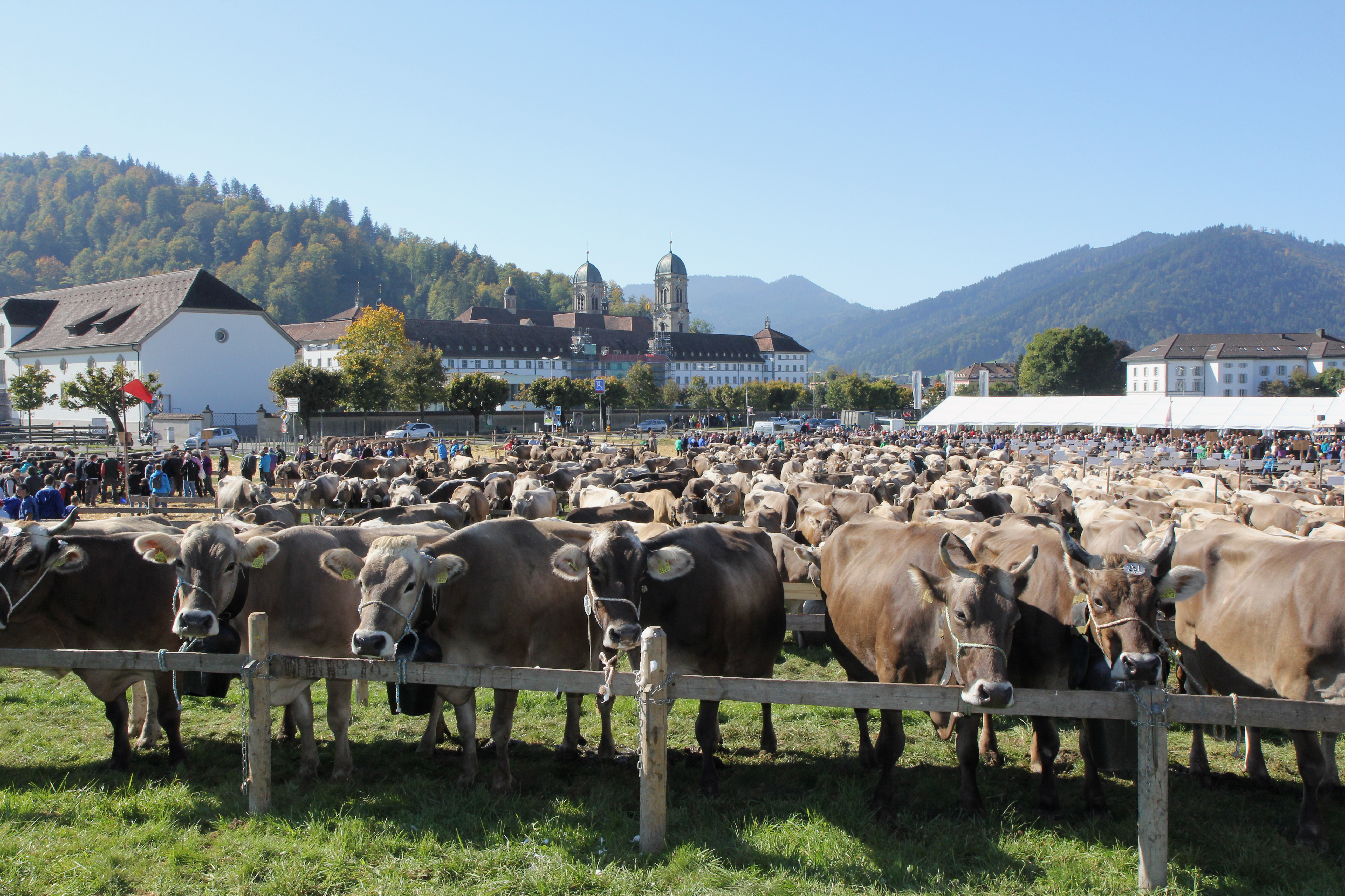 Image for Mostra del bestiame Einsiedeln