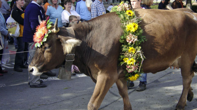Image for Herbstmarkt, mit Viehausstellung