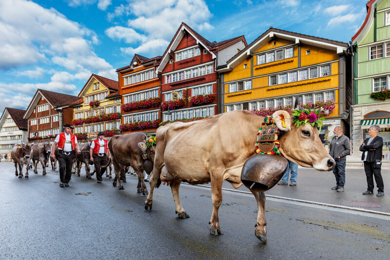 Image for Exposición de ganado de Urnäsch