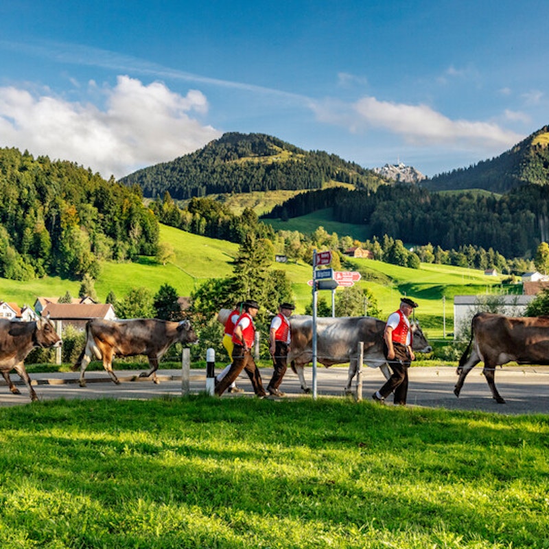 Exposición de ganado de Urnäsch Image for Exposición de ganado de Urnäsch