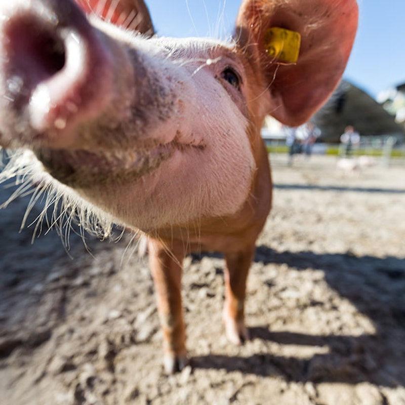 82º OLMA - Salão Suíço da Agricultura e da Alimentação Image for 82º OLMA - Salão Suíço da Agricultura e da Alimentação