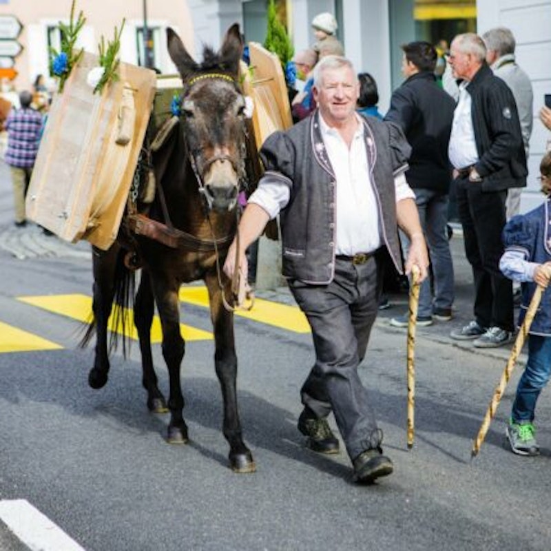 Benichon de Châtel-st-Denis Image for Benichon de Châtel-st-Denis