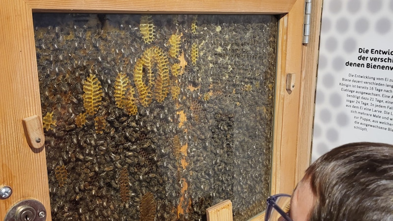 Le api Image for Le api