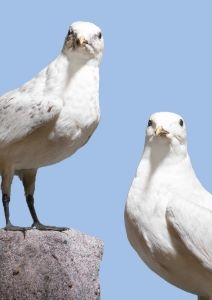 Image for Blickwinkel-Kabinett