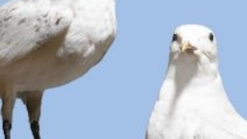 Blickwinkel-Kabinett Image for Blickwinkel-Kabinett