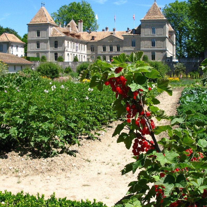 The Kitchen Garden Image for The Kitchen Garden