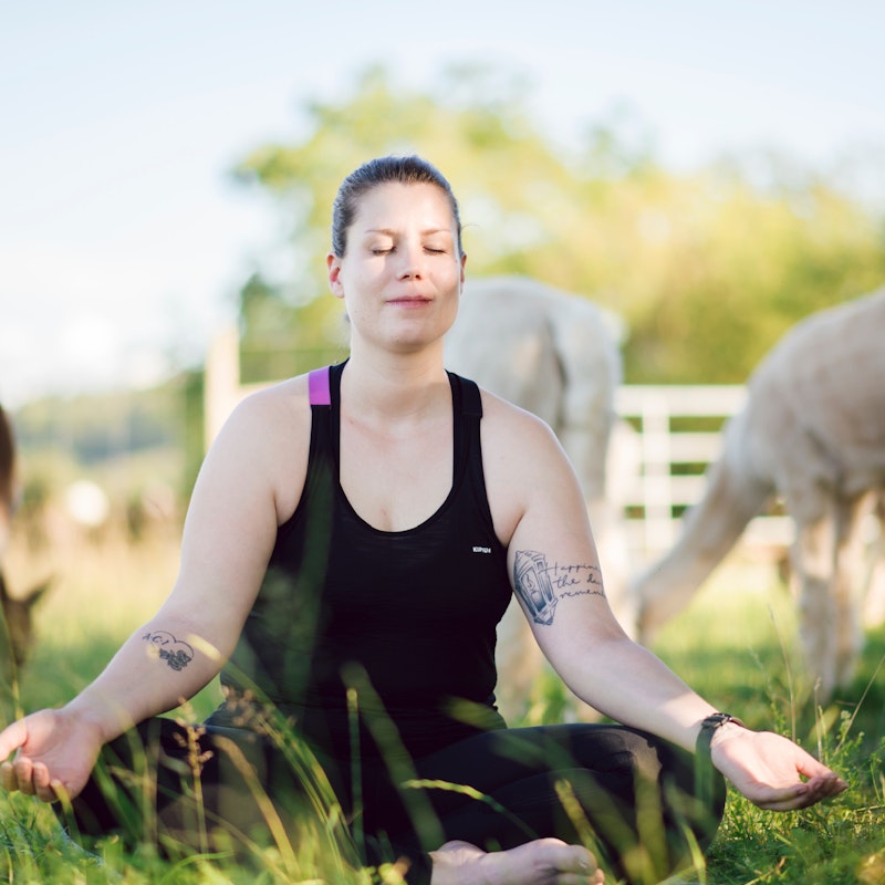 Yoga among alpacas Image for Yoga among alpacas