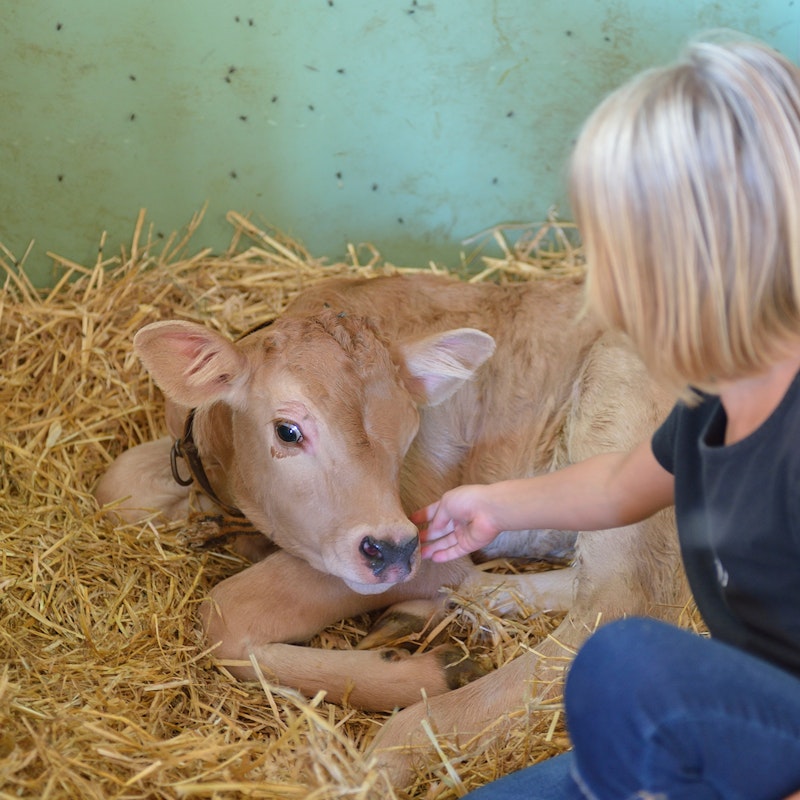 Návštěva farmy Image for Návštěva farmy