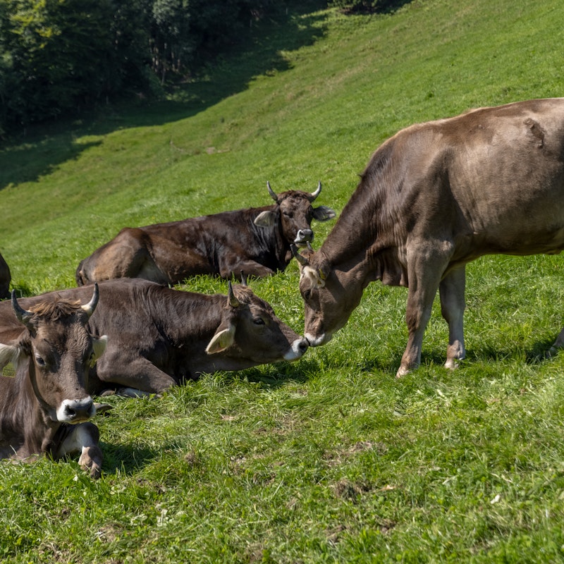 Visit to the farm Image for Visit to the farm