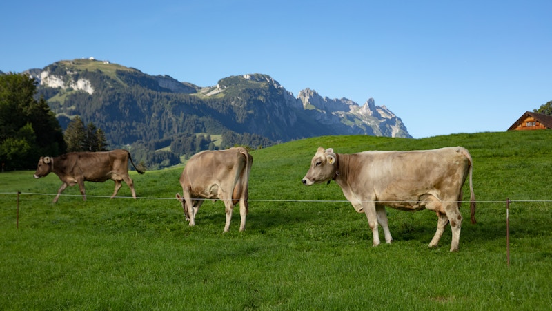 Návštěva farmy Image for Návštěva farmy