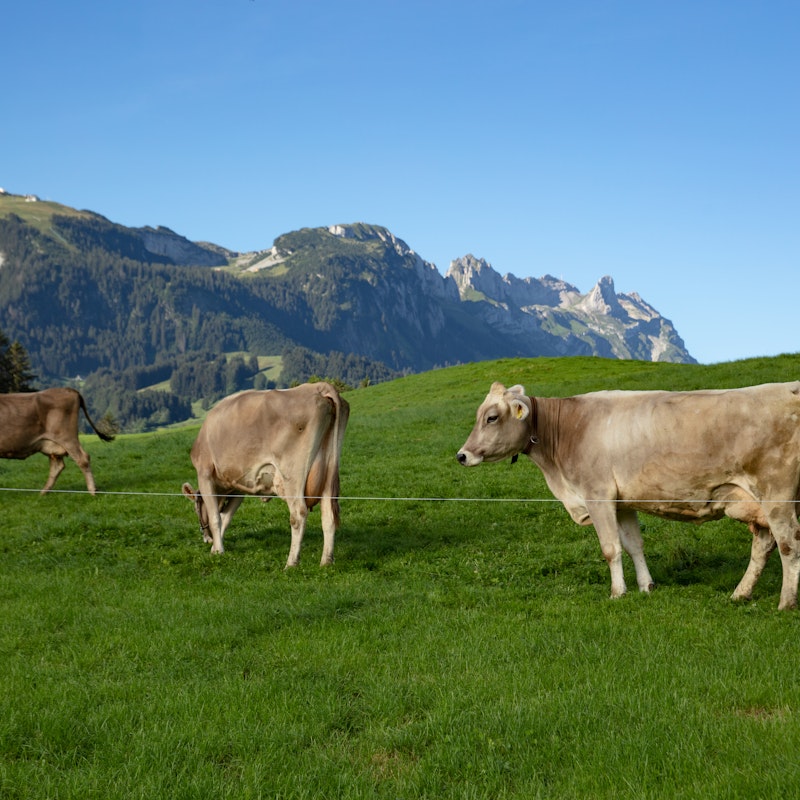 Besuch auf dem Bauernhof Image for Besuch auf dem Bauernhof