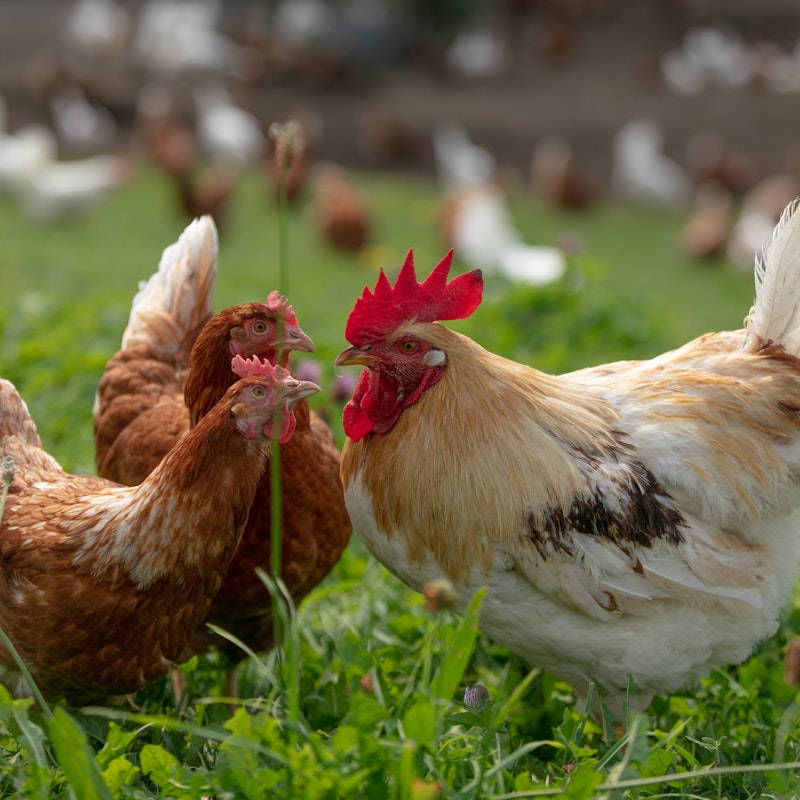 Návštěva farmy Image for Návštěva farmy