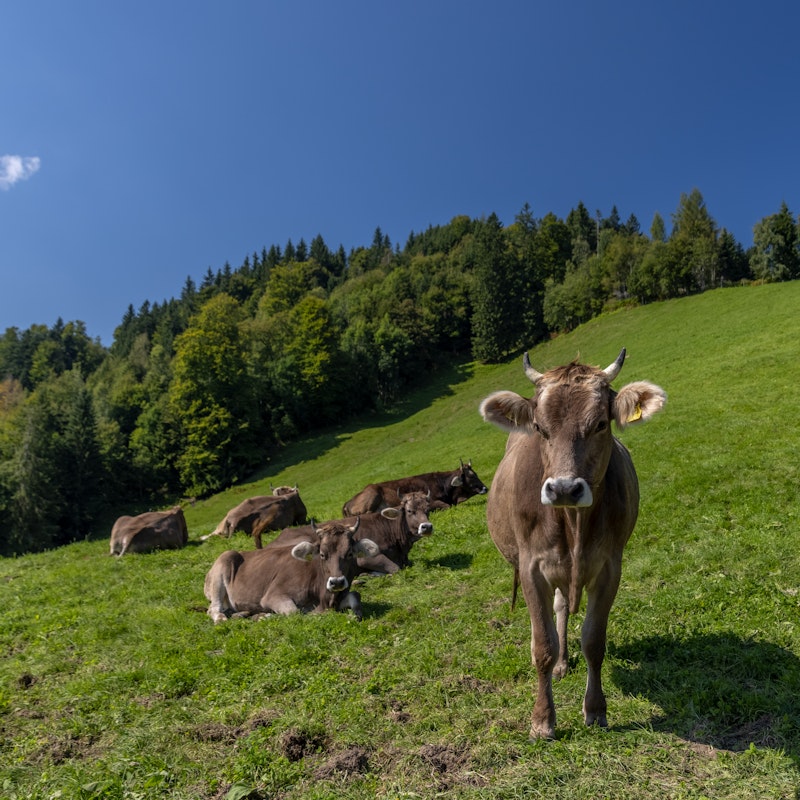 Návštěva farmy Image for Návštěva farmy