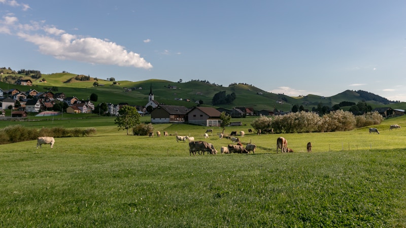 Visit to the farm Image for Visit to the farm