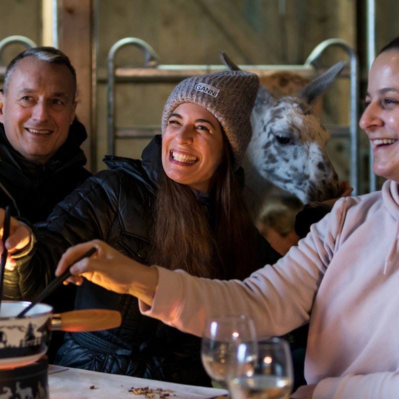 Fondue surrounded by alpacas Image for Fondue surrounded by alpacas