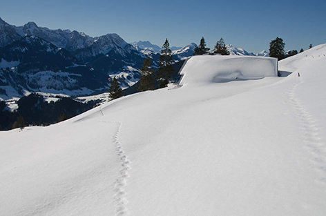 Image for La faune en hiver