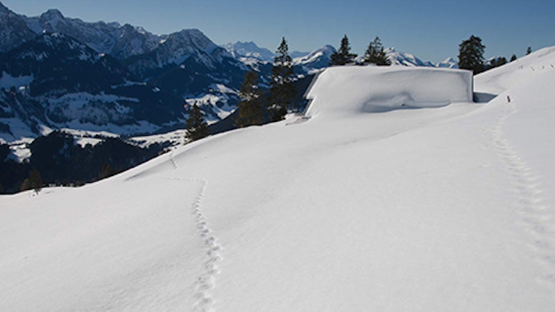 La faune en hiver Image for La faune en hiver