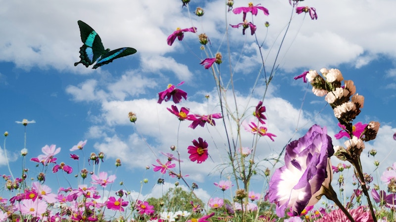 Jarní trh Heiden Image for Jarní trh Heiden