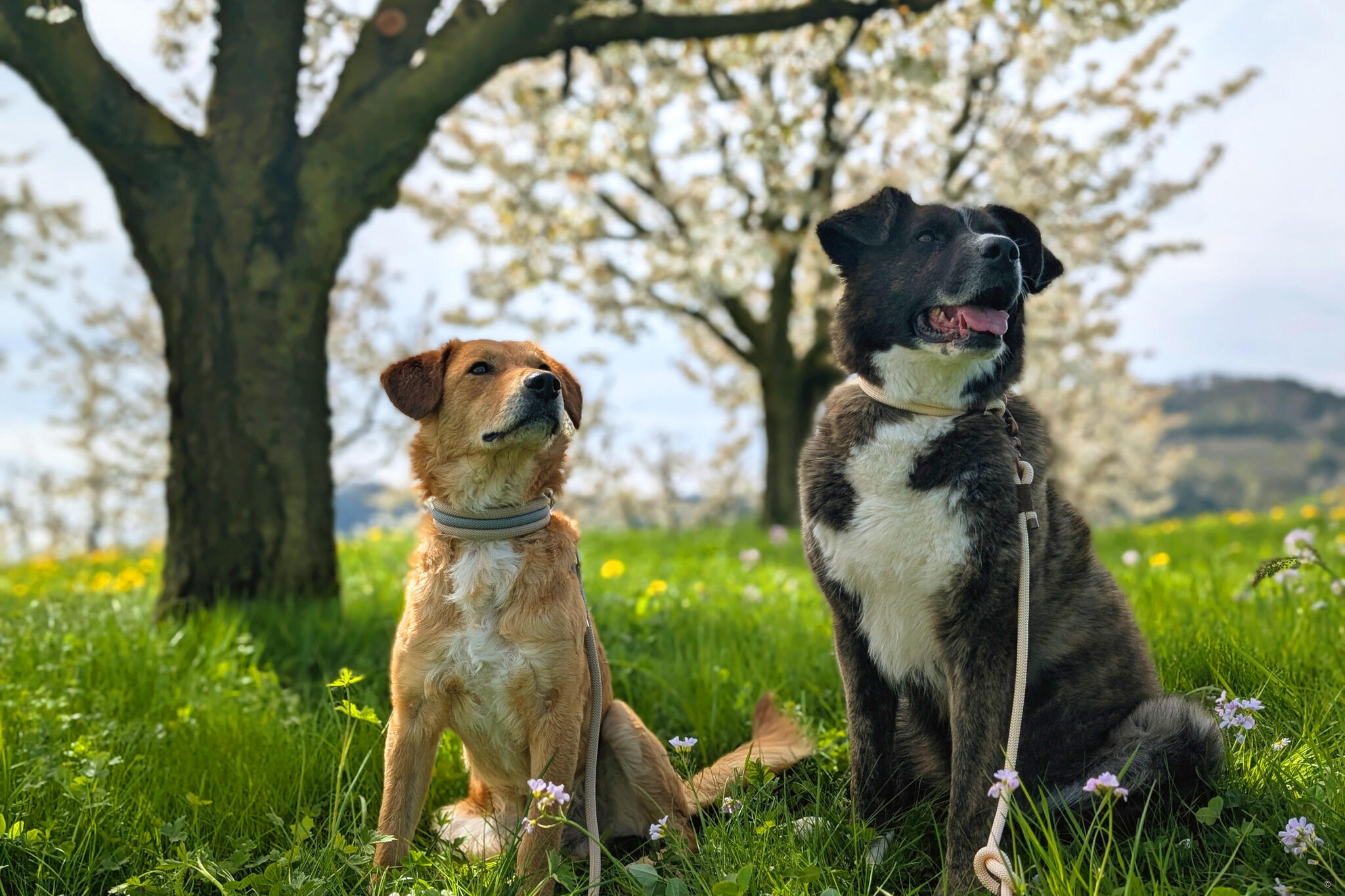 Image for Die Schweiz mit dem Hund entdecken