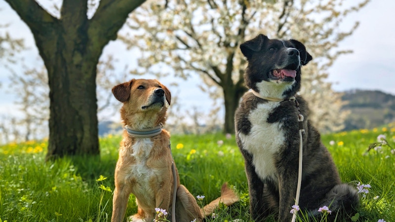 Die Schweiz mit dem Hund entdecken Image for Die Schweiz mit dem Hund entdecken