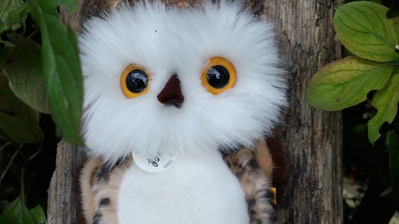 Eule Fridolin Eule Fridolin