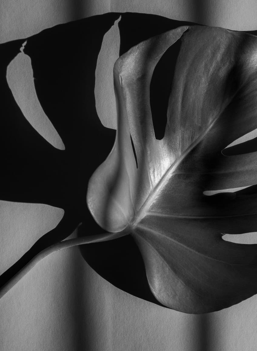 black and white photo of a philodendron plant