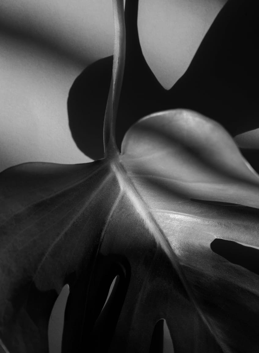 black and white photo of a philodendron plant