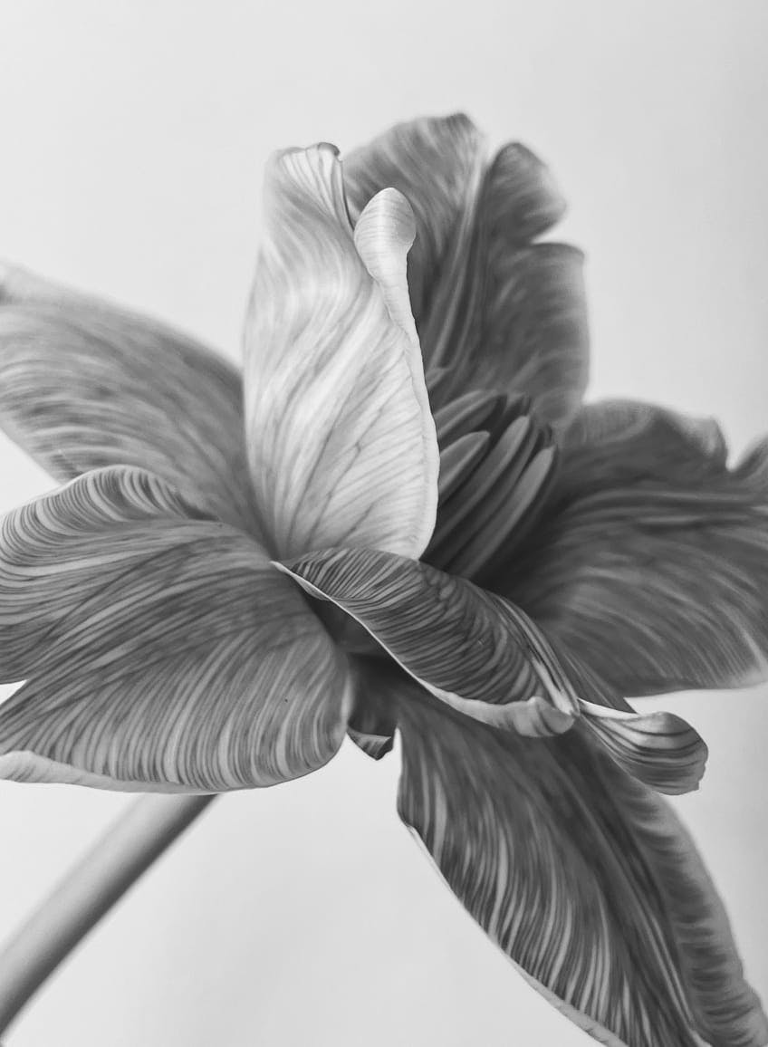 black and white photo of a flower