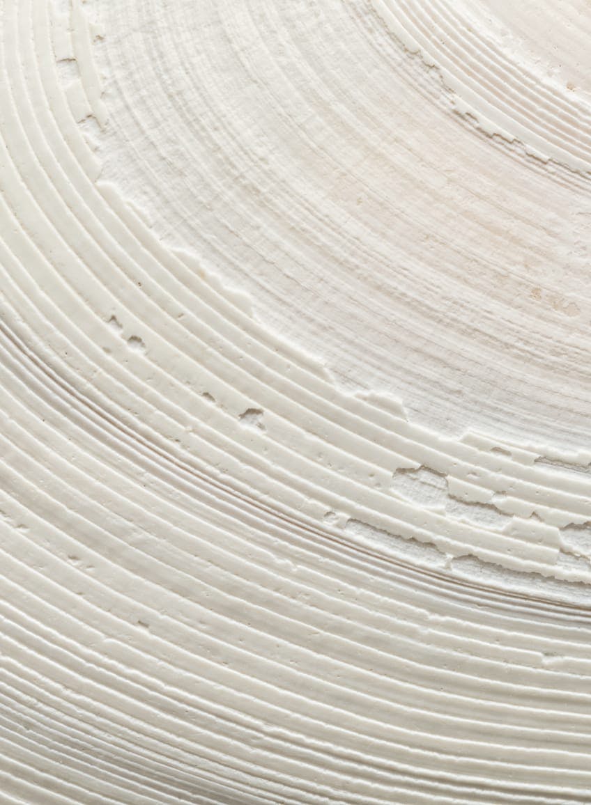 close up of a sea shell