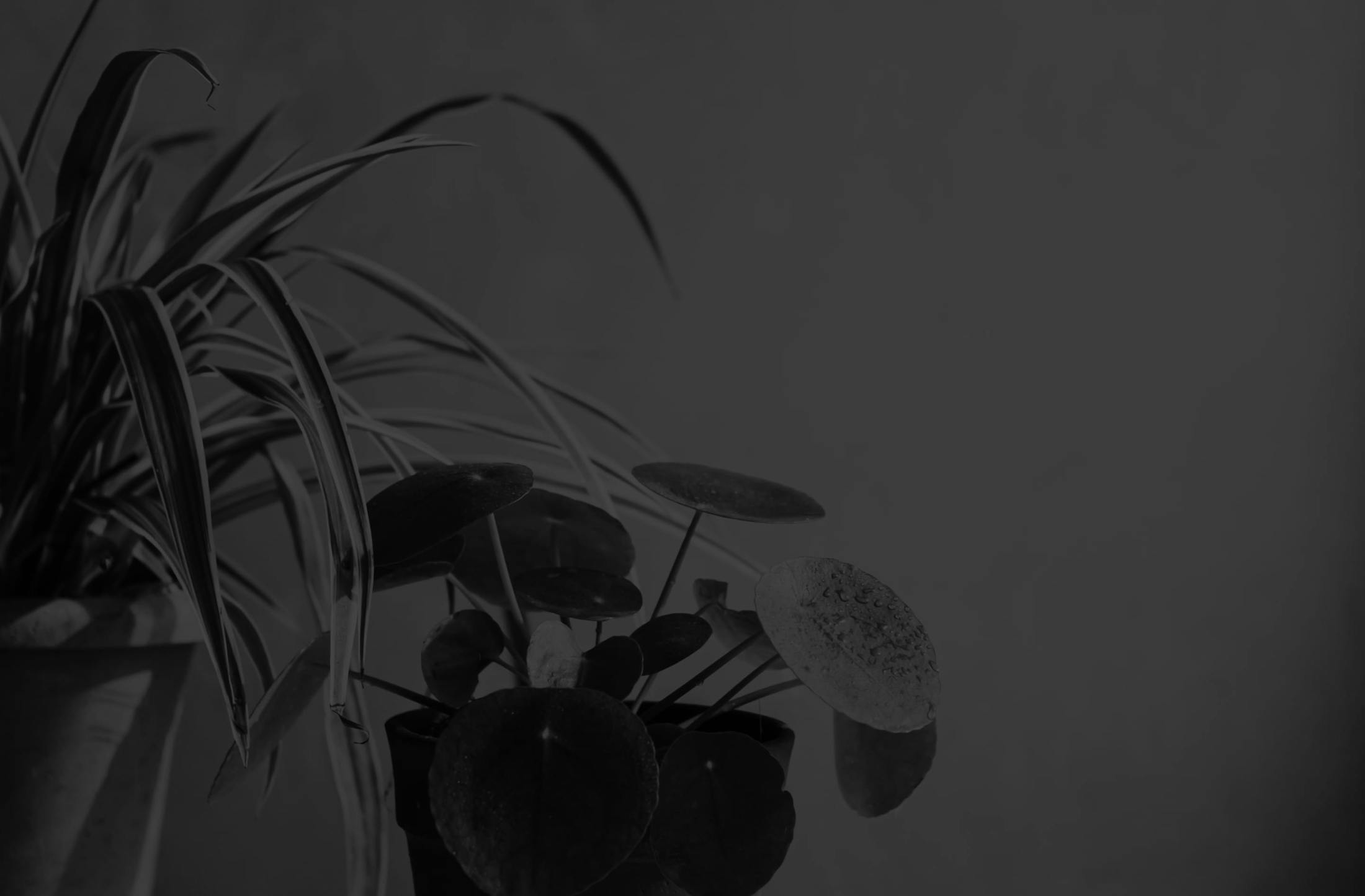 Background media