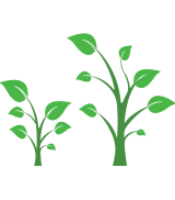 Plantes et végétaux