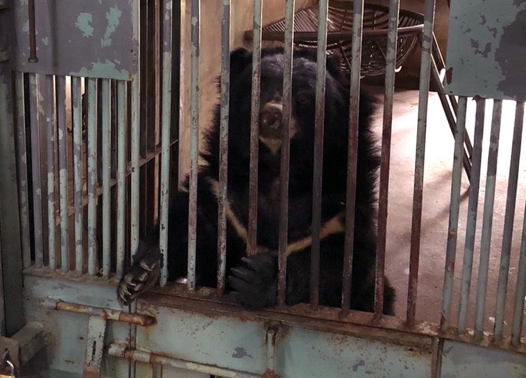 bear behind rusty bars