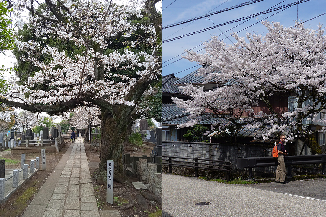 A montage of two photos - one showing Sybille Schulbom standing next to a flowering cherry tree and the other of a path lined with blossoming trees
