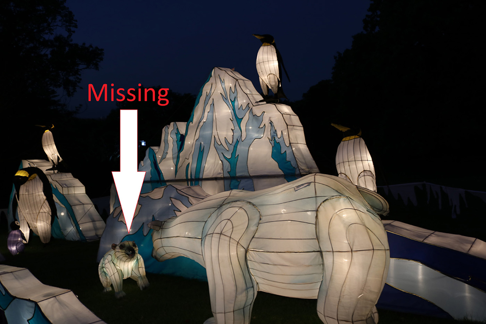 A photo of the arctic scene from the Auckland Lantern Festival, including the baby polar bear lantern