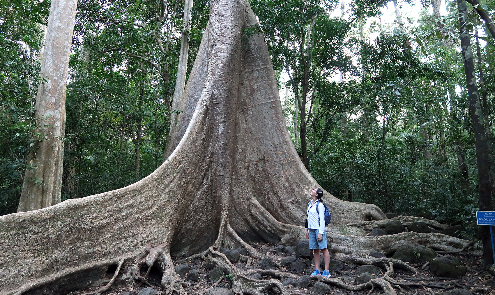 a woman standing beneath a large tree