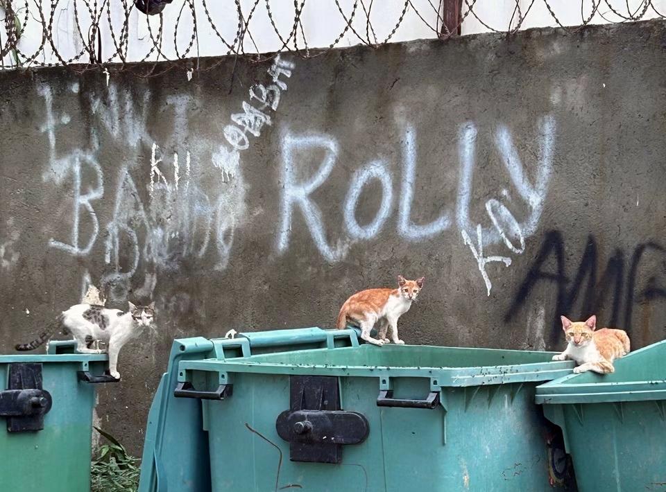 Cats climbing on rubbishbins in front of a wall adorned with graffiti and barbed wire