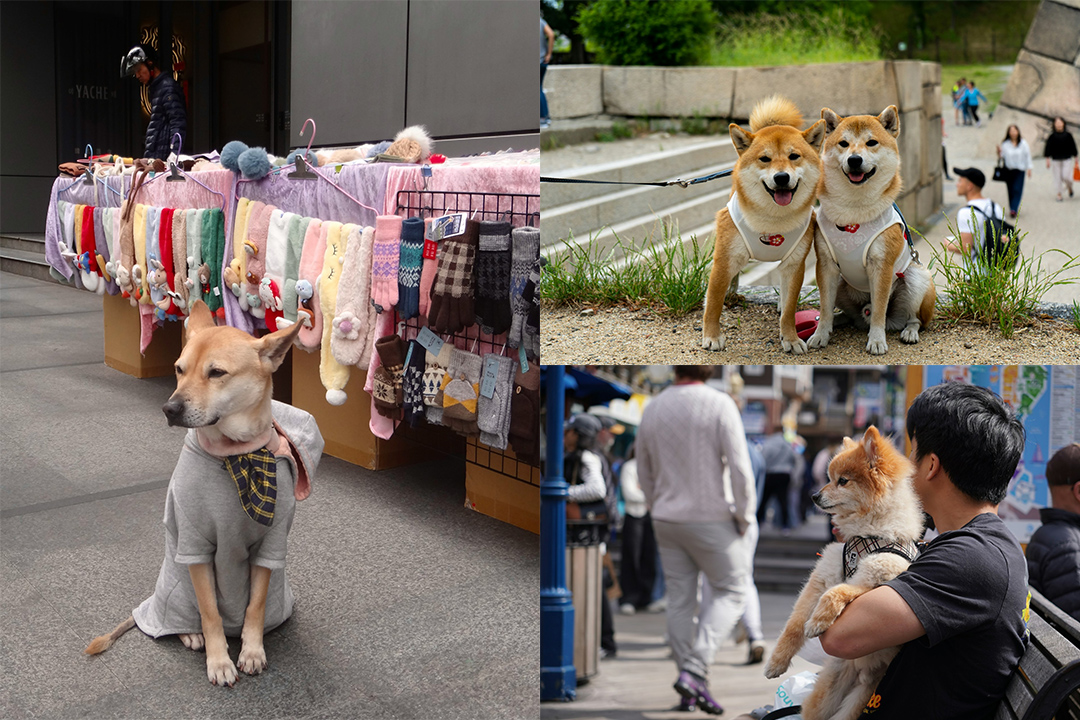 Three photos of dogs wearing clothes