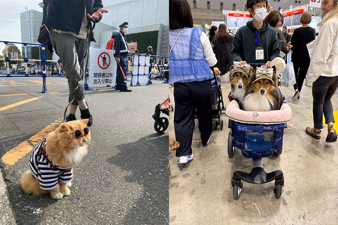A photo of a cat wearing sunglasses and two dogs in a pram