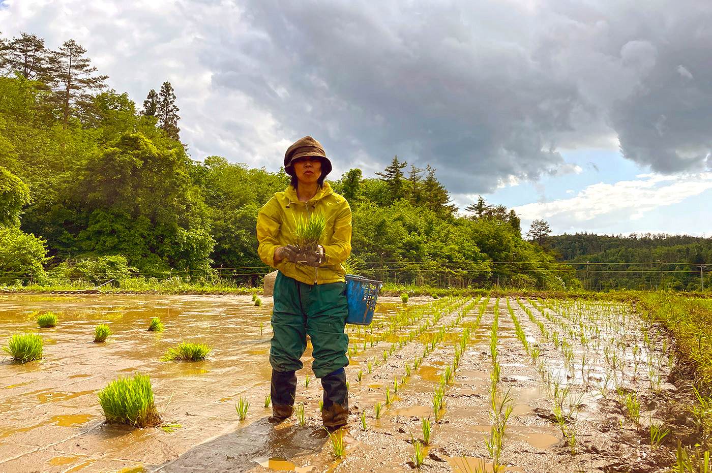 A woman planting rice in a paddy field